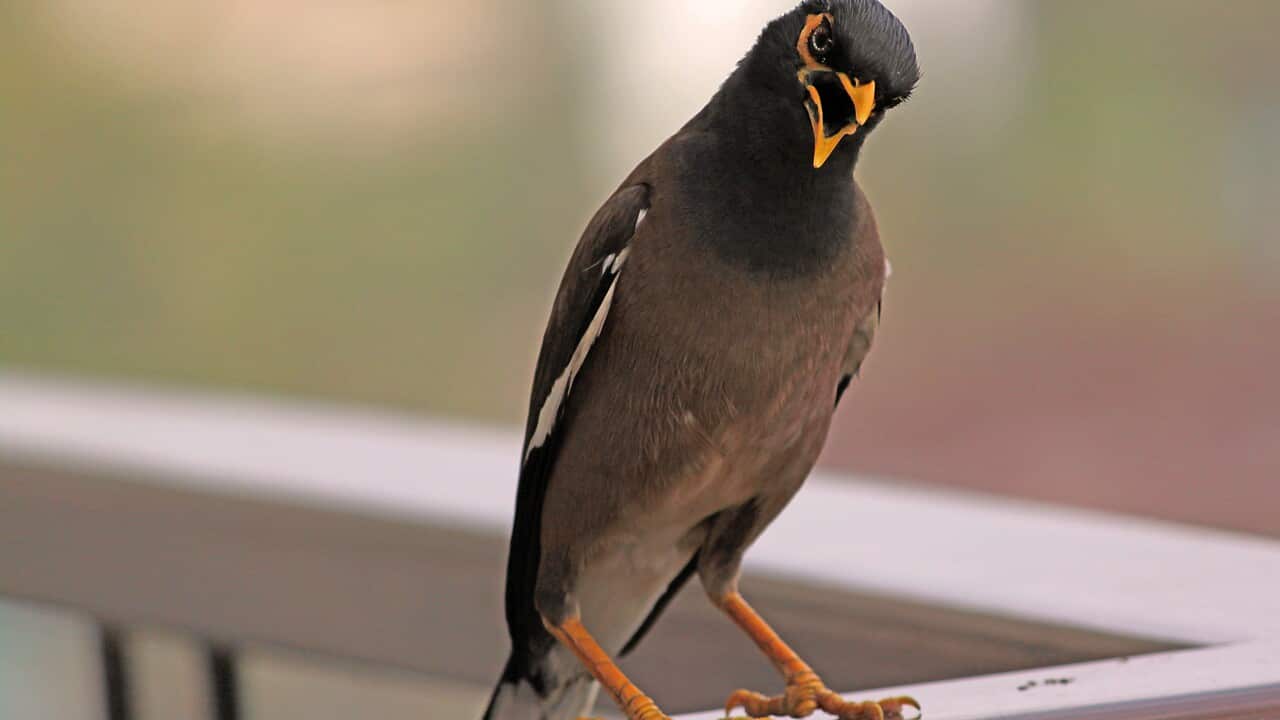 Real Angry Bird