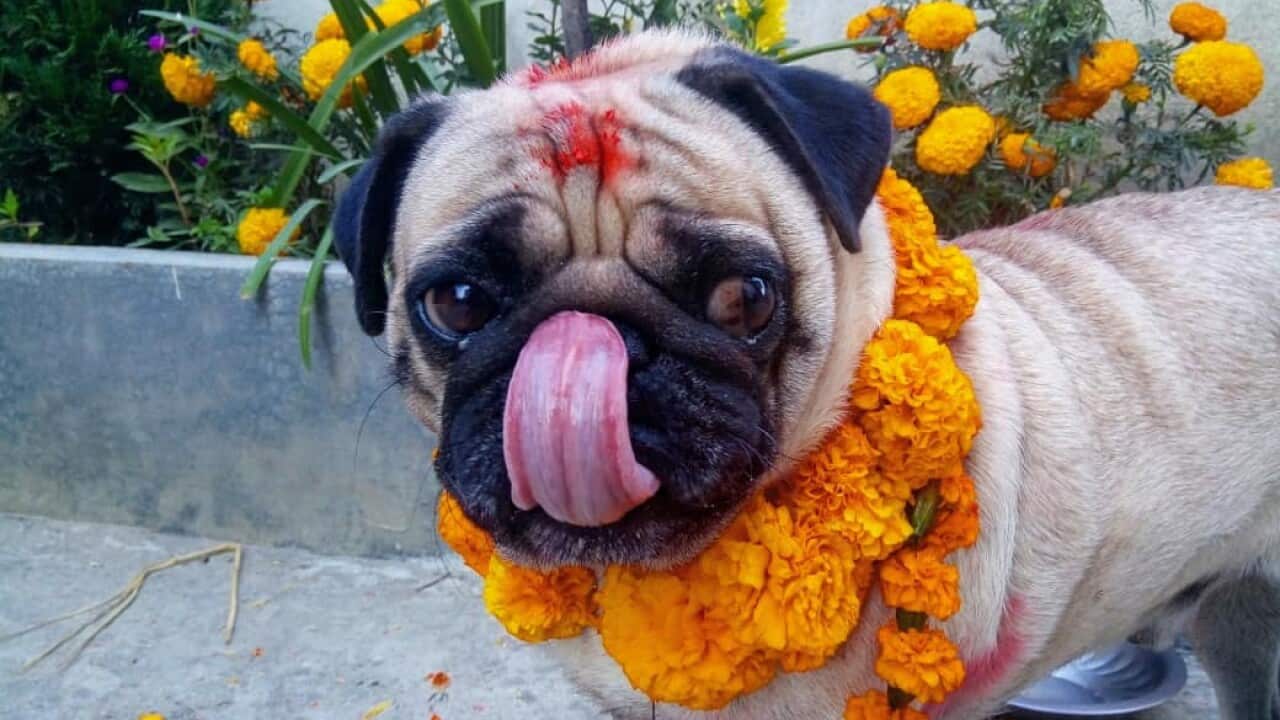 Pappu the pug 