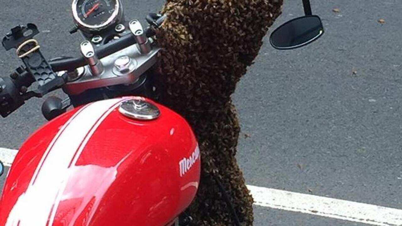 Bee Swarms