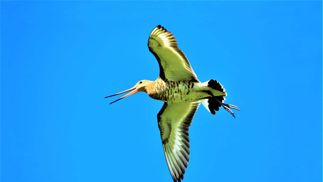 Black-tailed Godwit - male in flight, calling