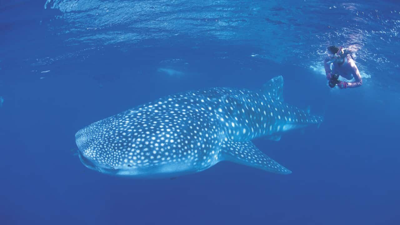 Swimming with whale sharks at the iconic Ningaloo Reef.
