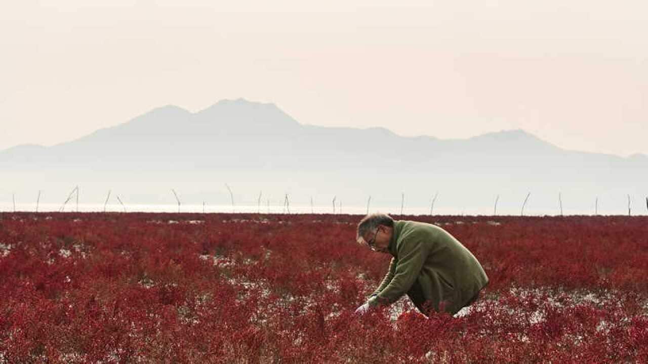 'The Wandering Chef - 108 plates' directed by Hye Ryeong Park