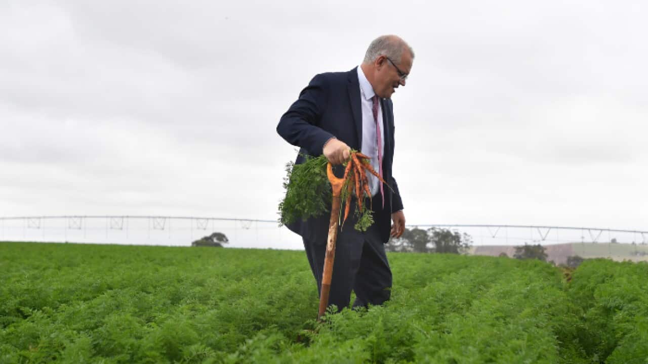 Scomo
