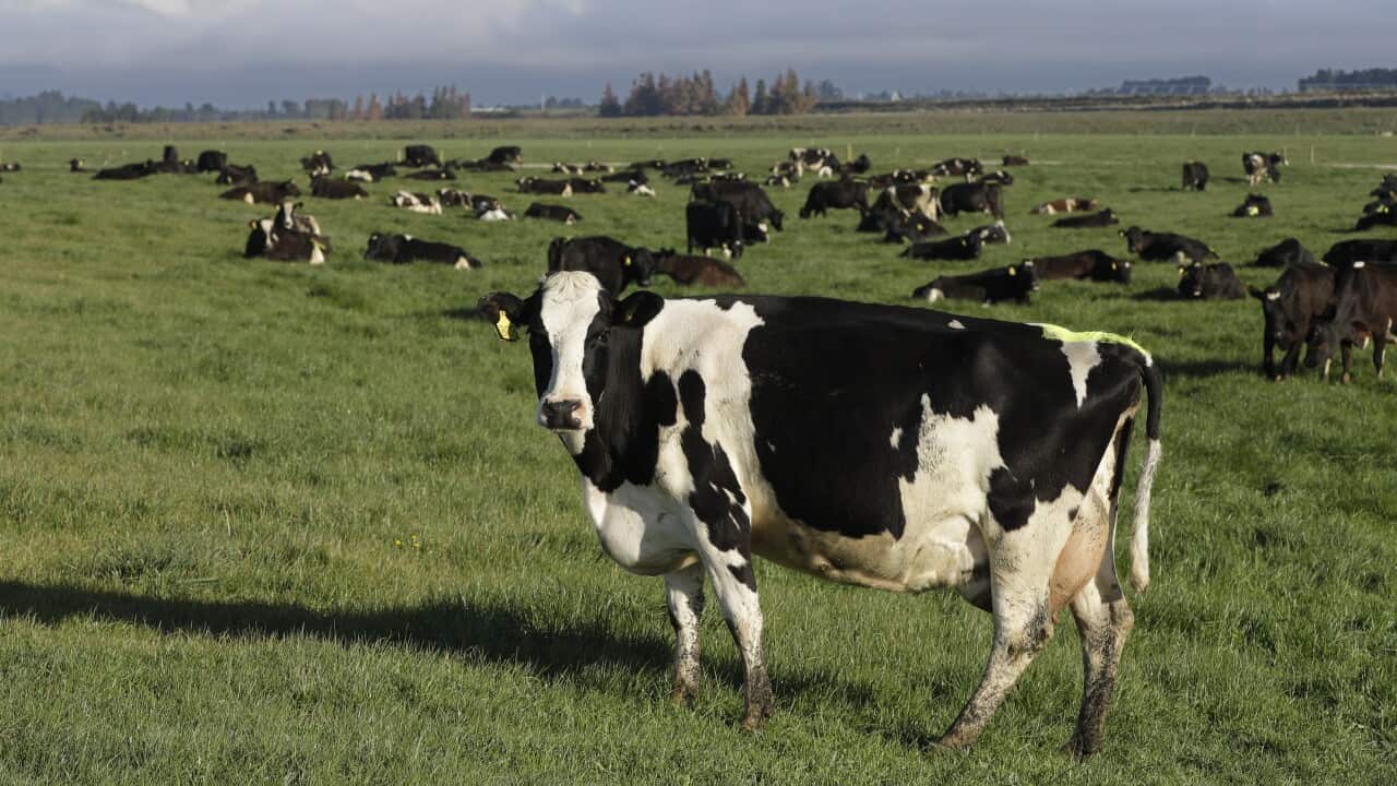 New Zealand Cow Burps