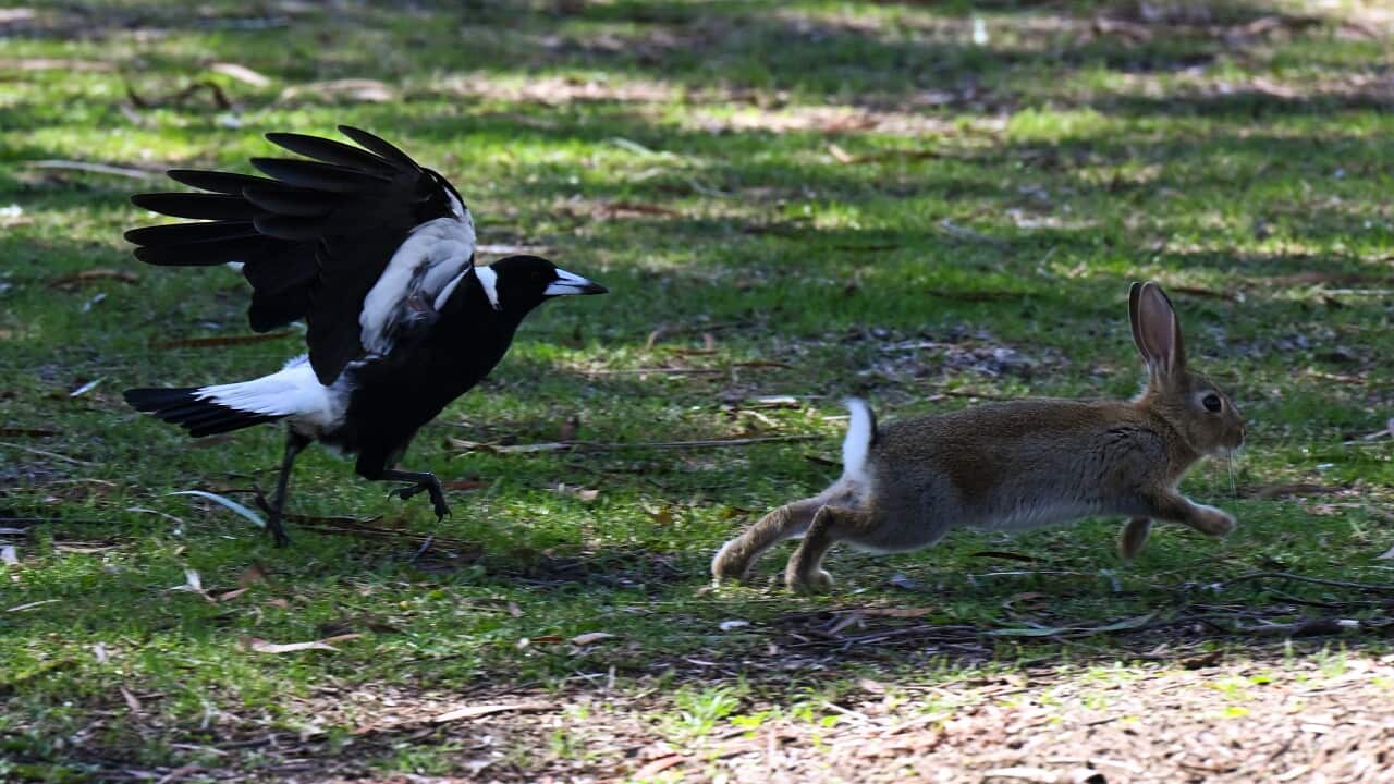 RABBIT POPULATION RESEARCH