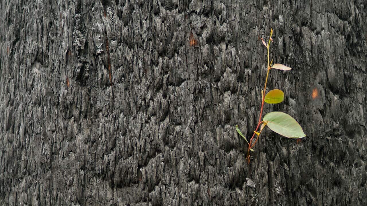Leaves sprout from living tissue under the blackened bark of a burnt tree months after fire.