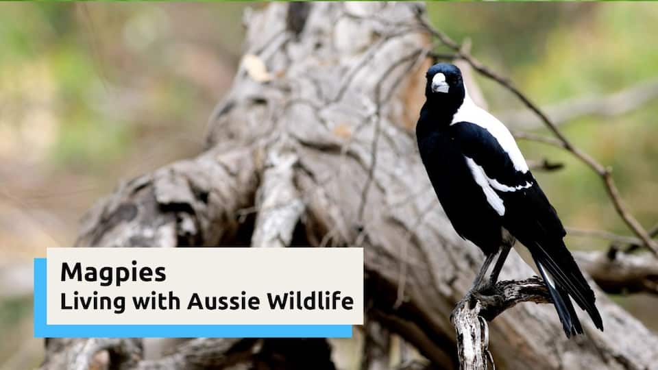 Magpie swooping season is here – but to these birds, not all humans are ...