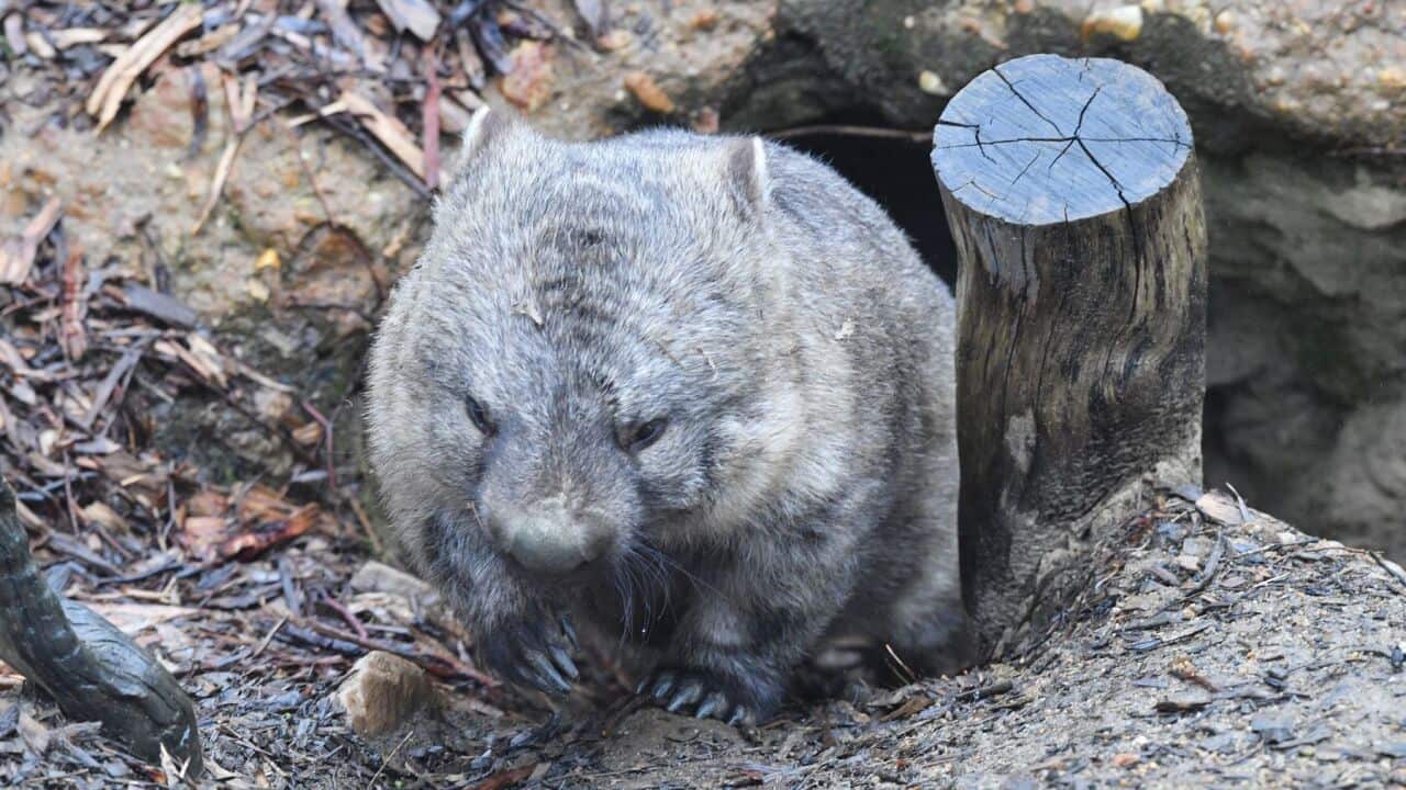 Wombat vor seiner Höhle