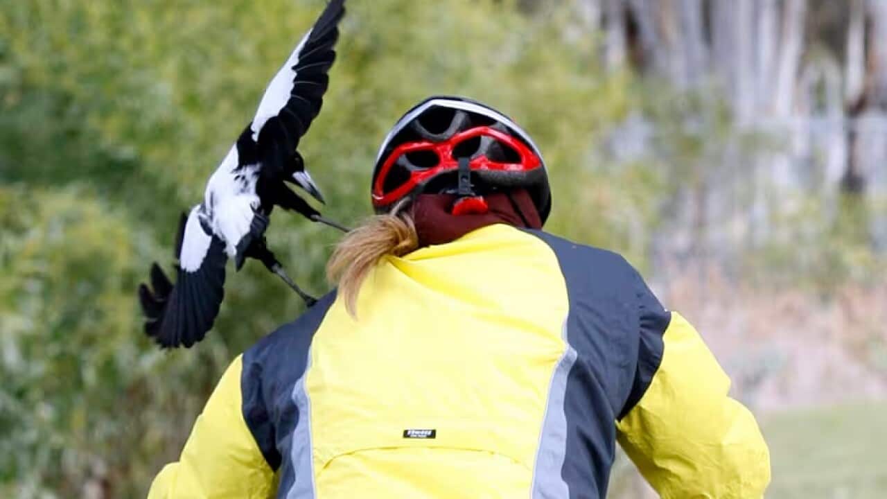 A magpie swooping on the left shoulder of a cyclist who is wearing a yellow jacket and red helmet. Rear view
