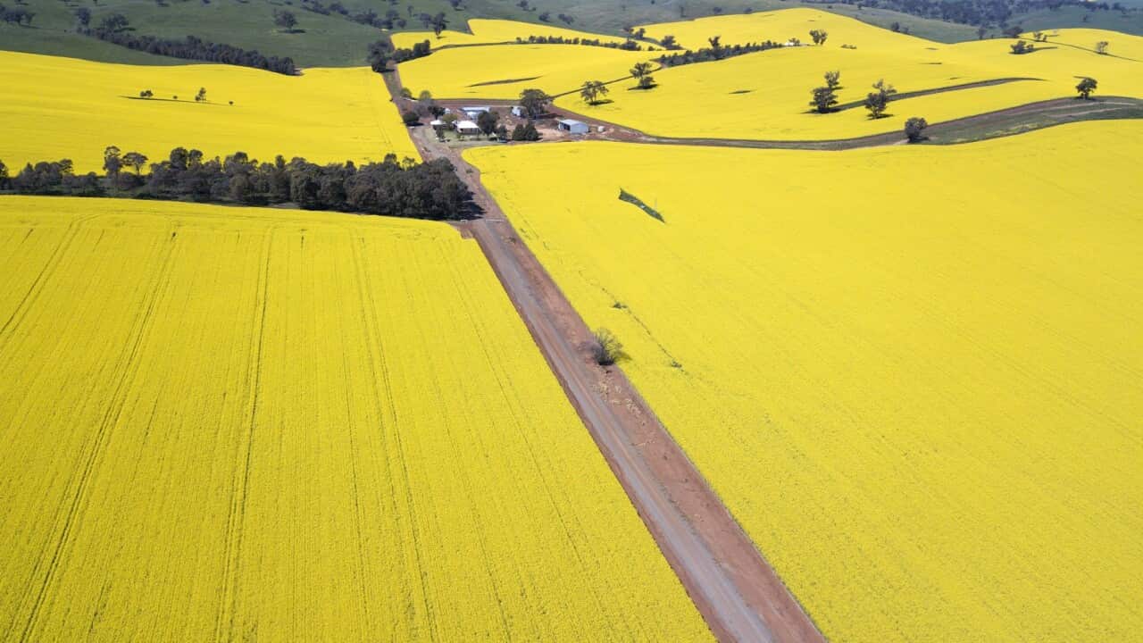 CANOLA FIELDS FEATURE