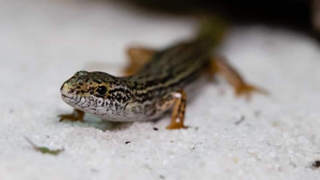 Perth Zoo's Lance the Lancelin Island skink.