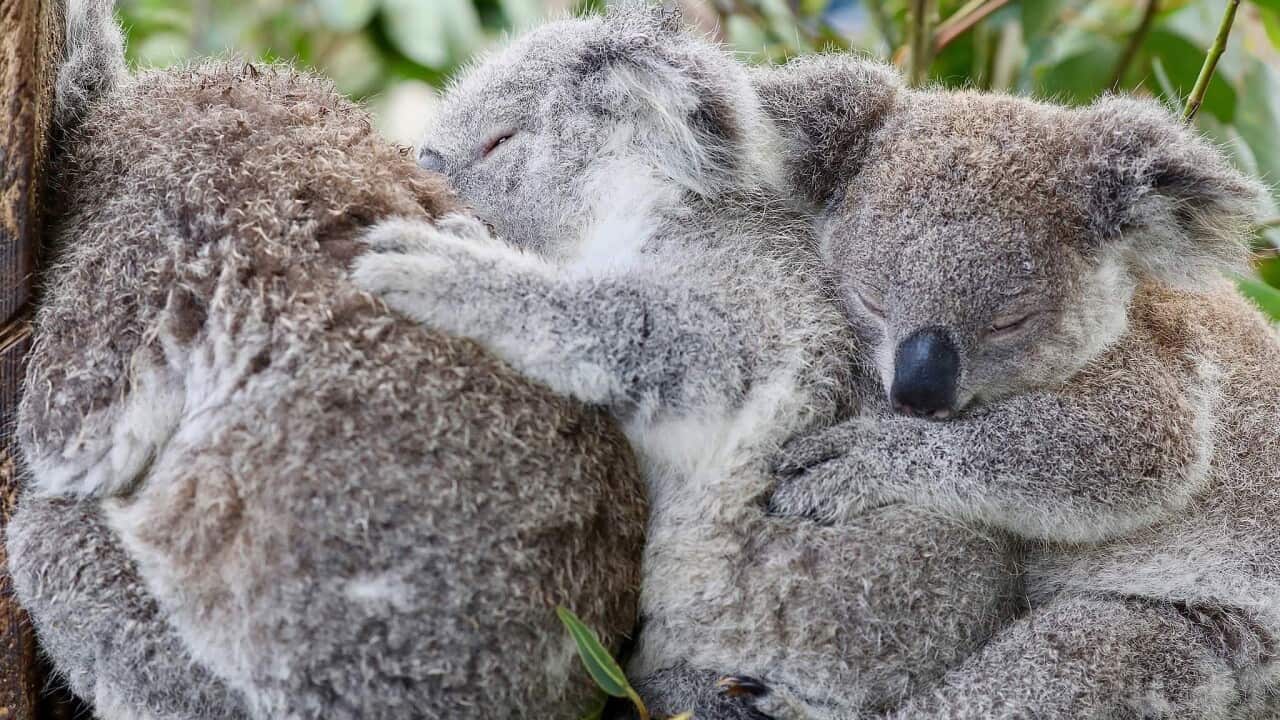 Koalas listed as 'endangered' along Australia's east coast to protect