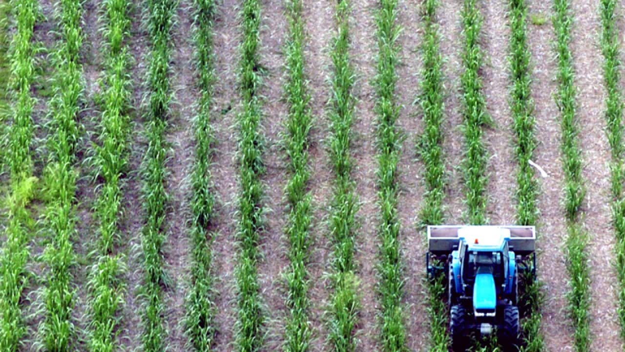 A sugarcane famer in the Bunndaberg region