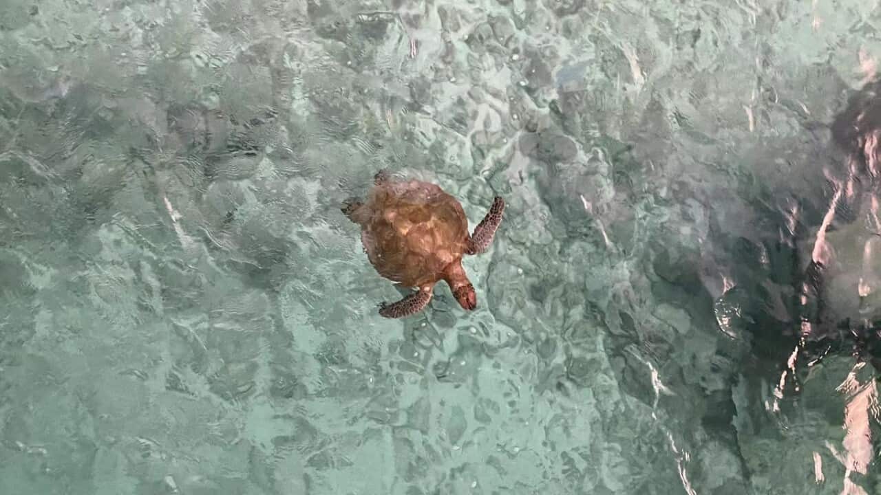 trutle