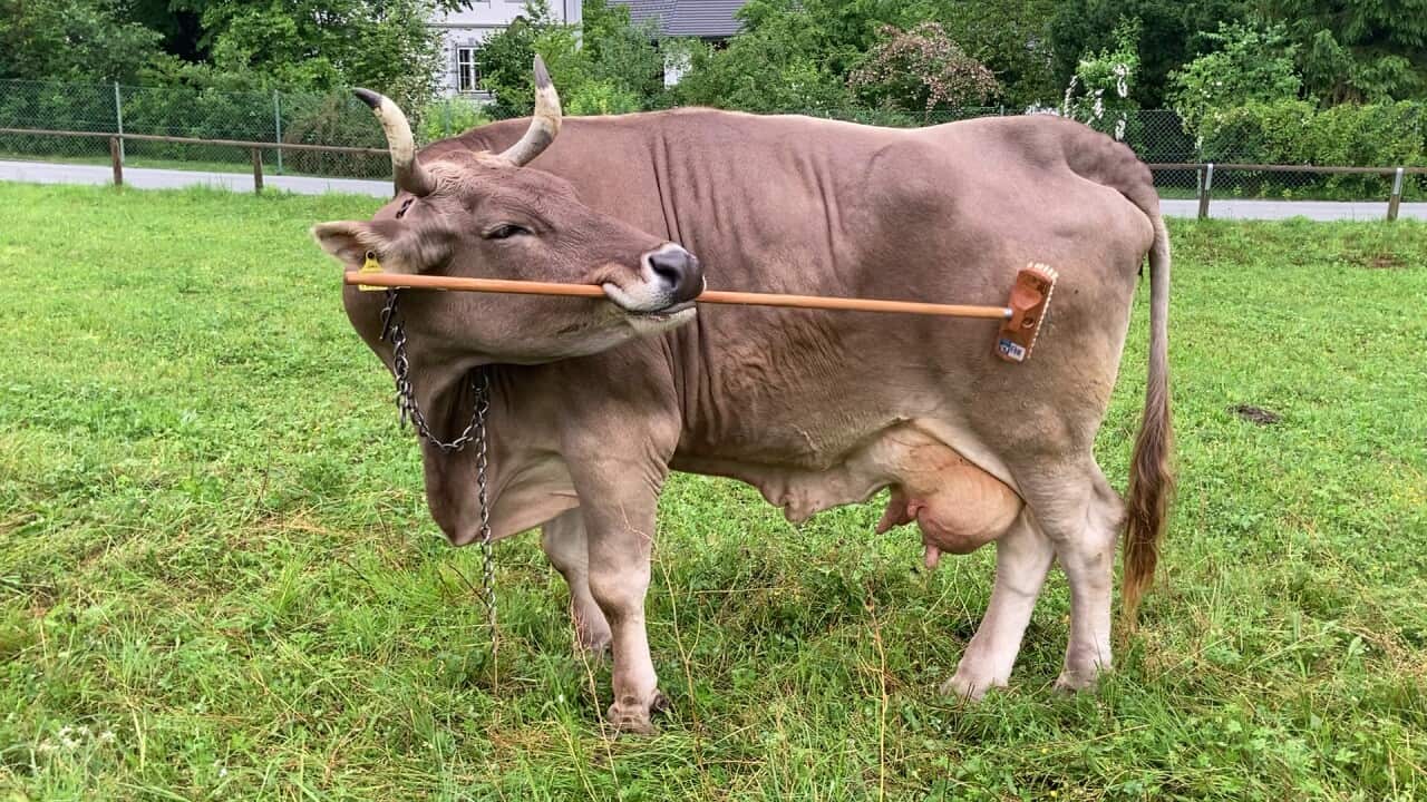 Austrian Cow Surprises Scientists with Her Ability to Use Tools