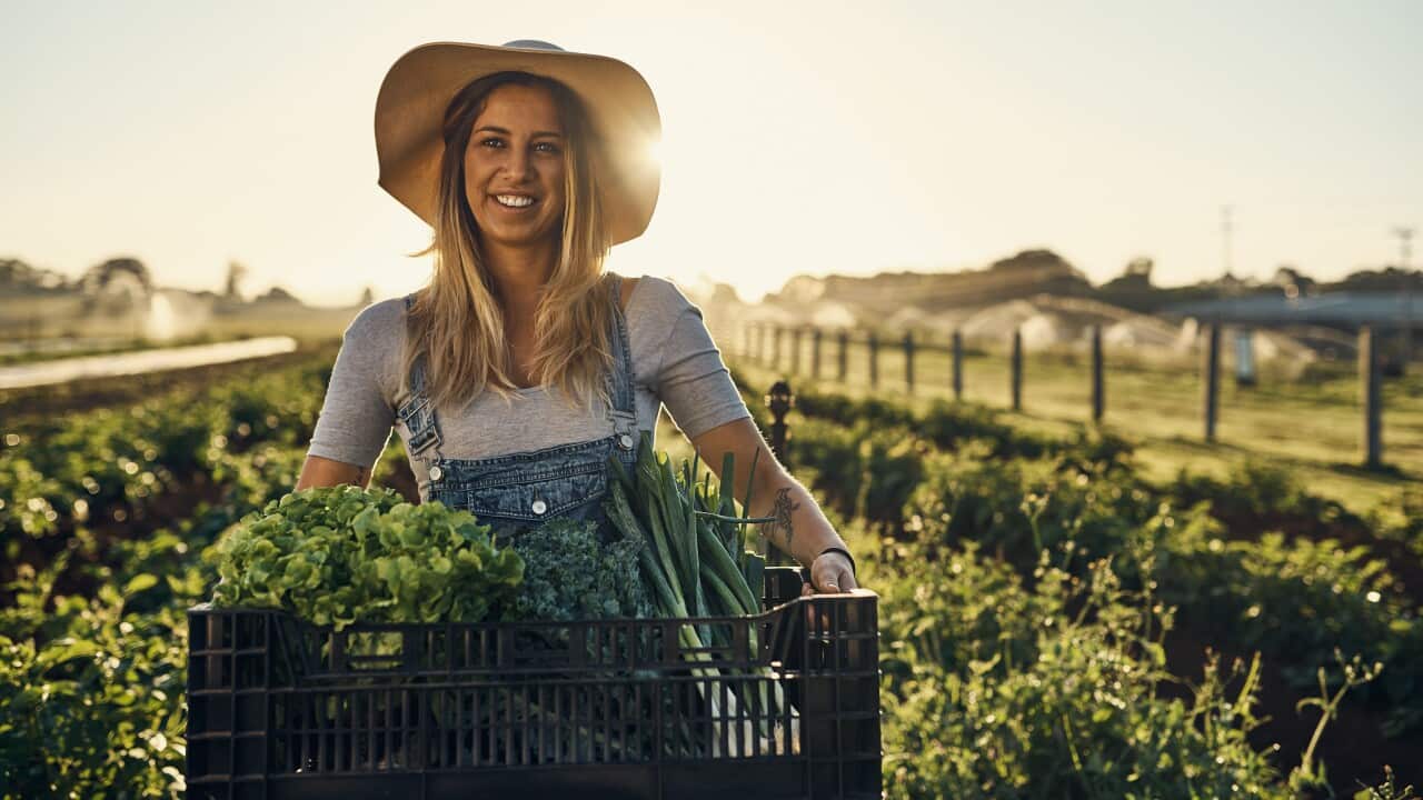 Shot of a young farmer carrying a crate of freshly harvested herbs on the farm