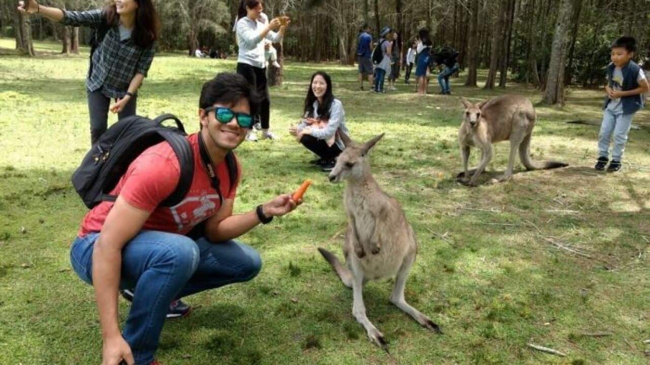 Do not use carrot to feed kangaroos