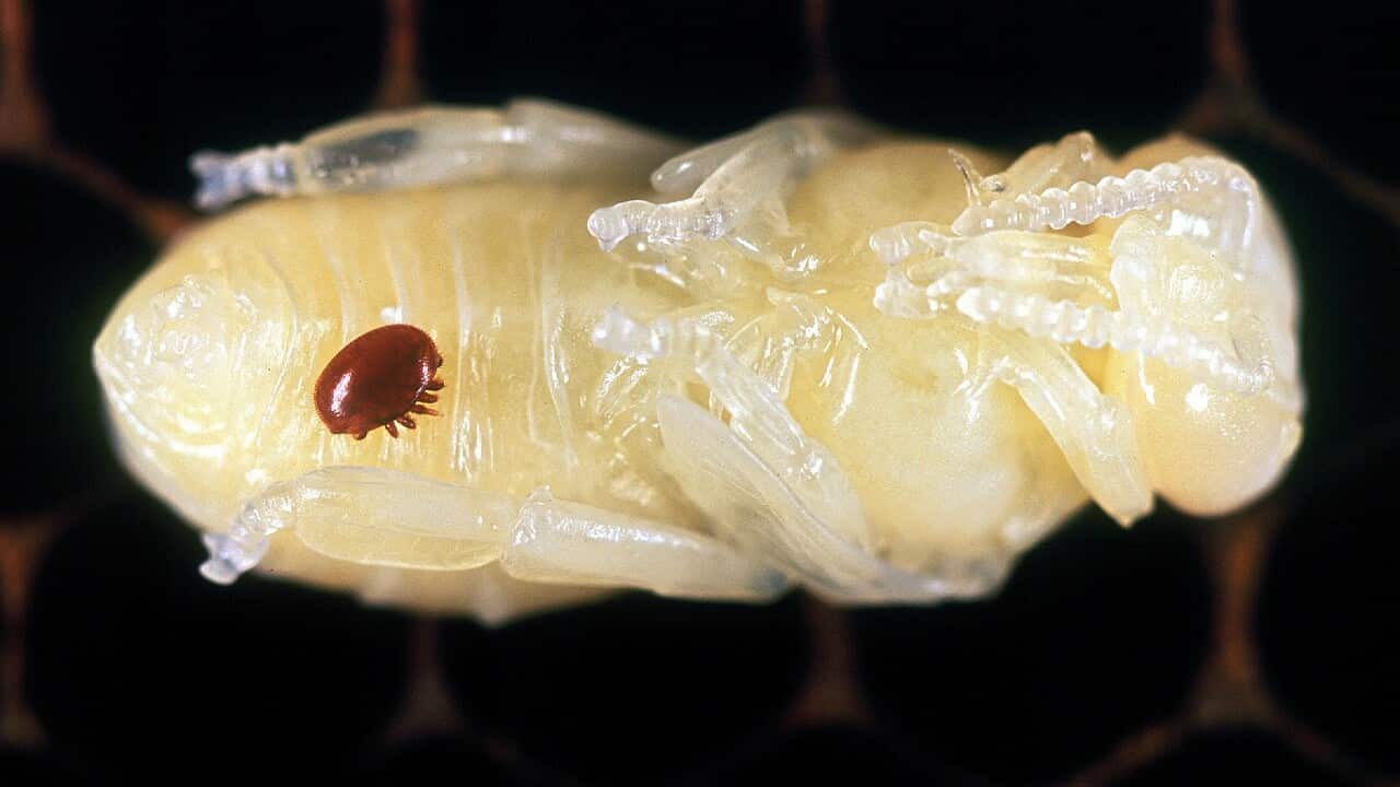 An undated supplied photo of a Varroa mite on a honeybee pupa.