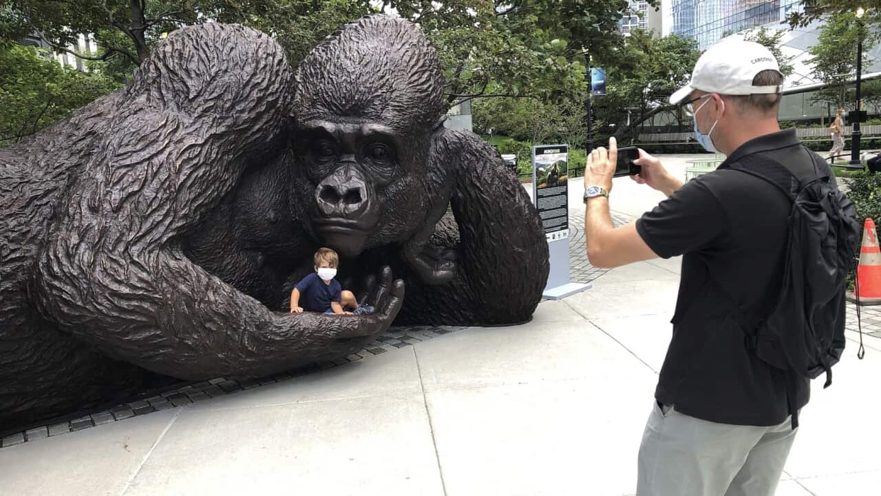 Tourists pose with the gorilla statue in New York, a new cultural amenity amid the pandemic