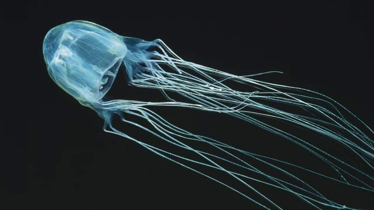 A box jellyfish