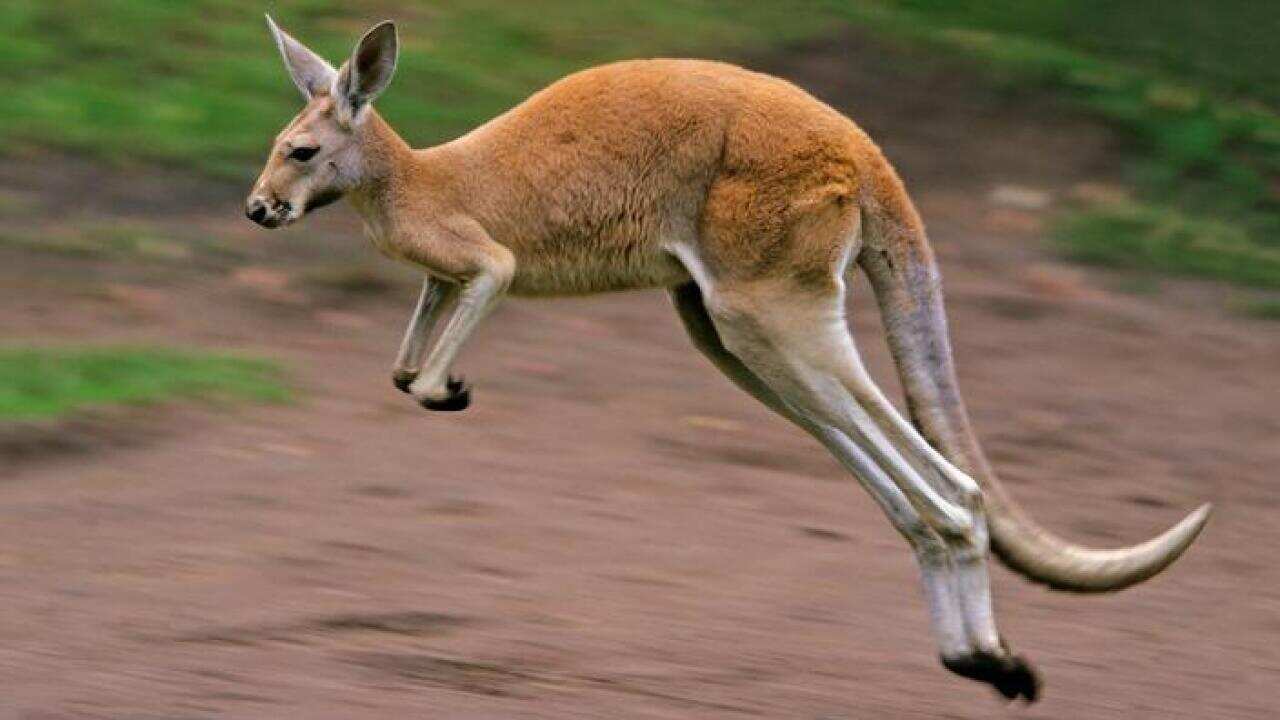 Kangaroo in flight