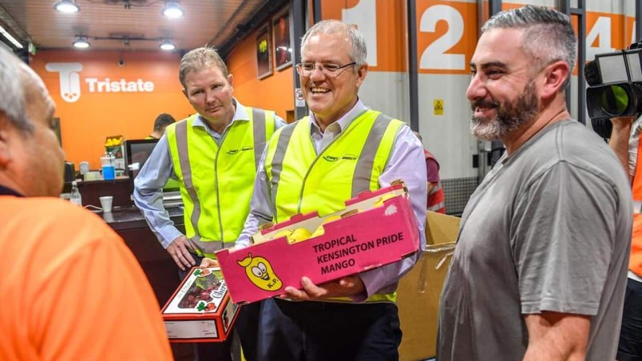 Federal Treasurer Scott Morrison holding a box of mangoes