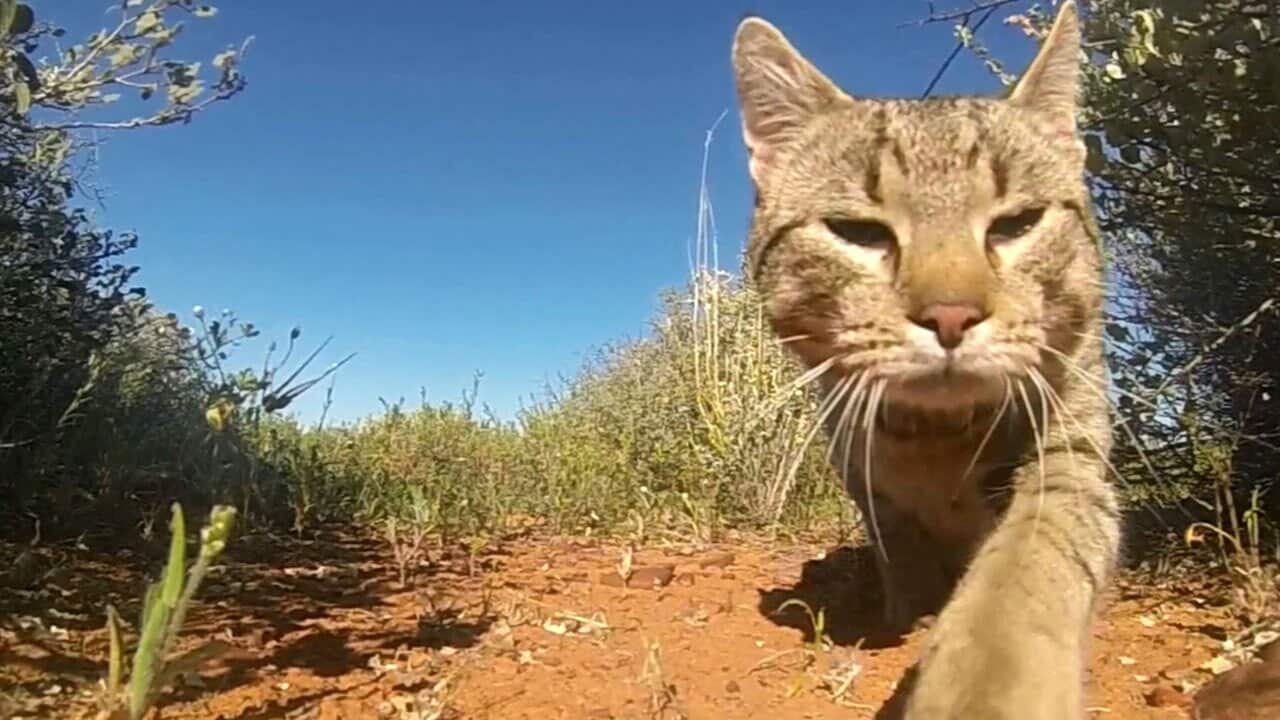 About 650 million lizards and snakes fall victim to feral and pet cats annually.