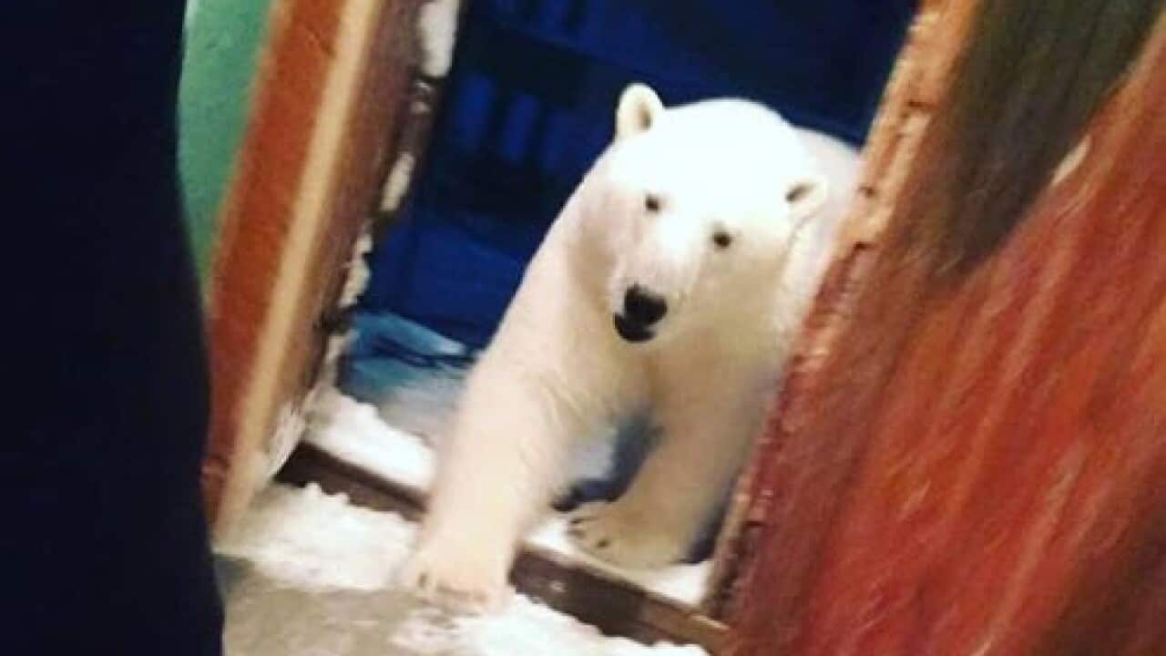 polar bear