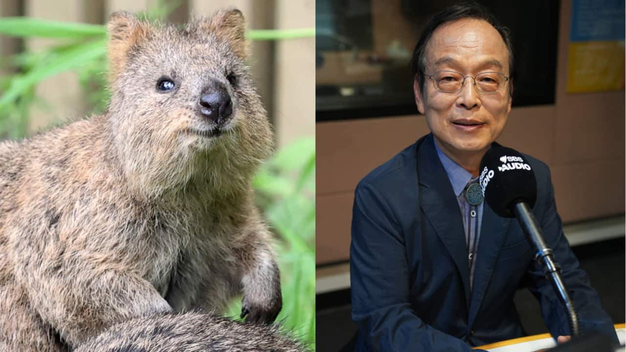 ASHJ-Quokka-260625