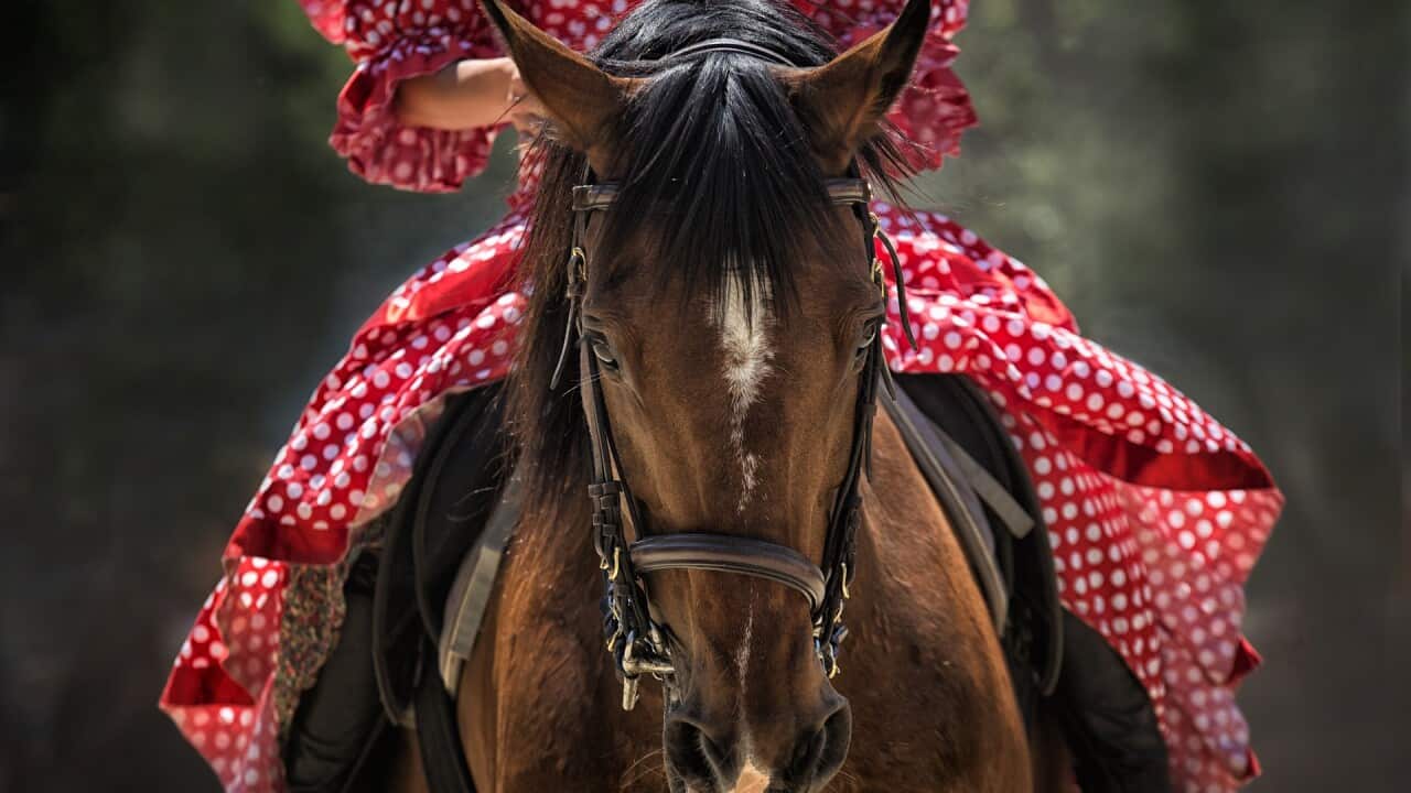 horse-g38f4ae88e_1920.jpg