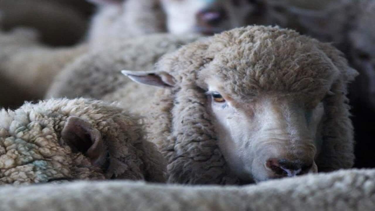 Sheep being transported.