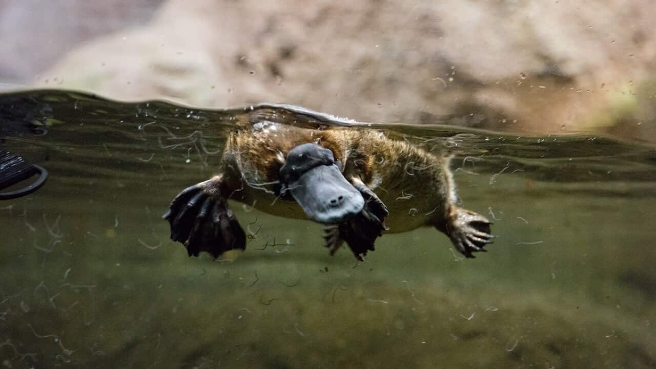 A platypus at Victoria's Healesville Sanctuary