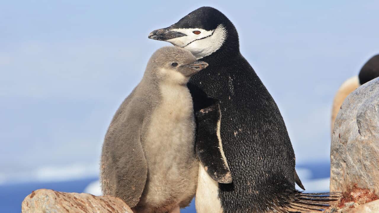 Chinstrap Penguin with chick in Antarctica 2014