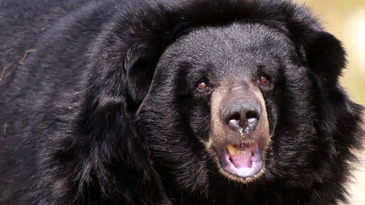 bear_black_getty_130822.jpg