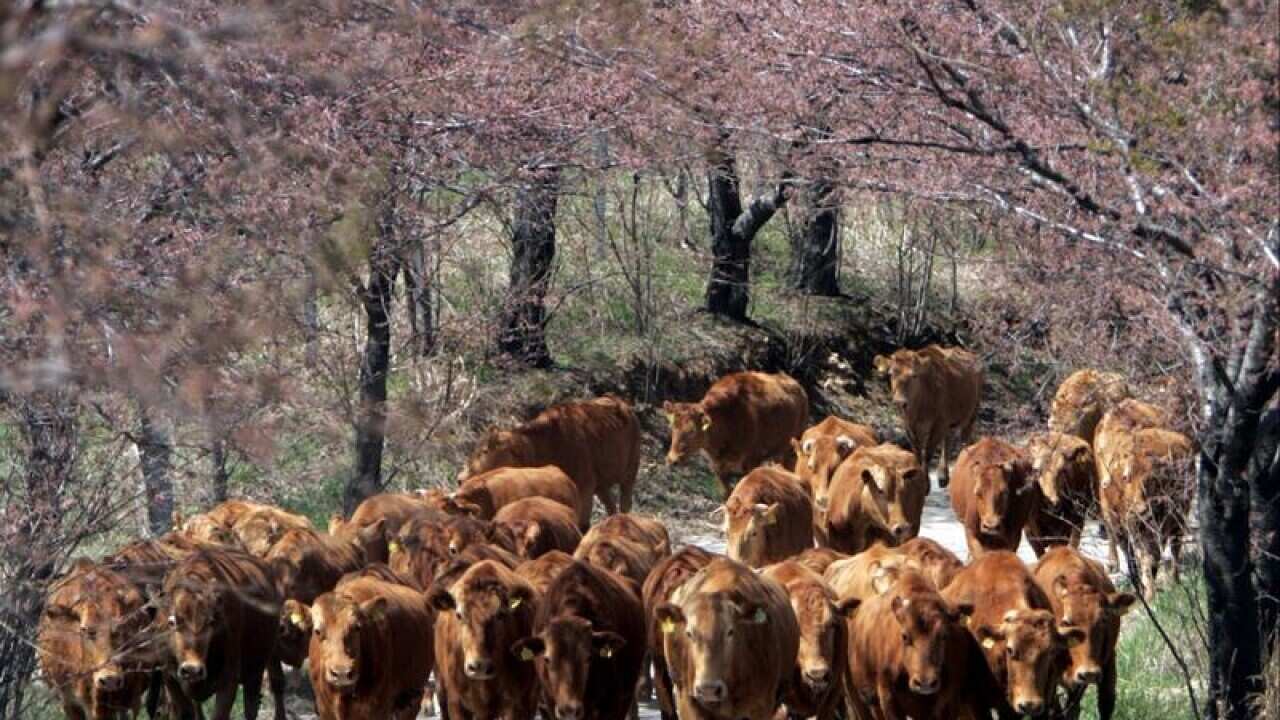 cattle