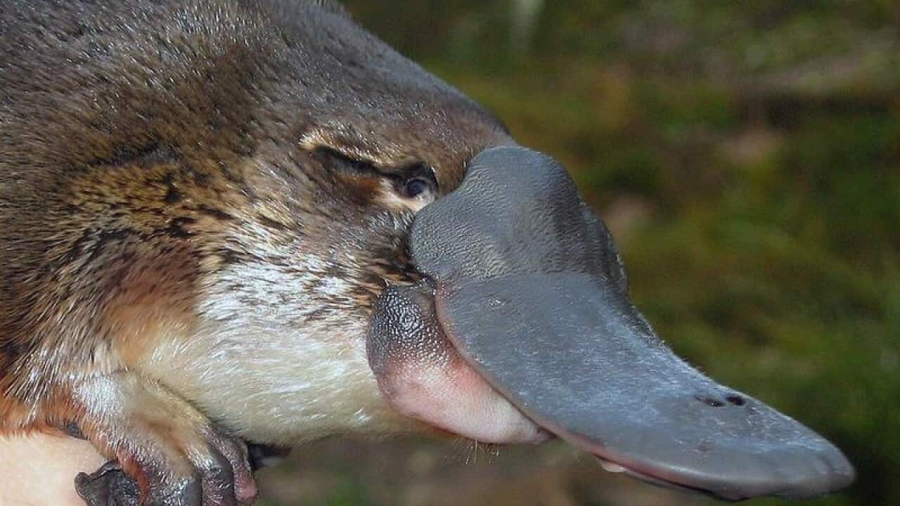 Platypus