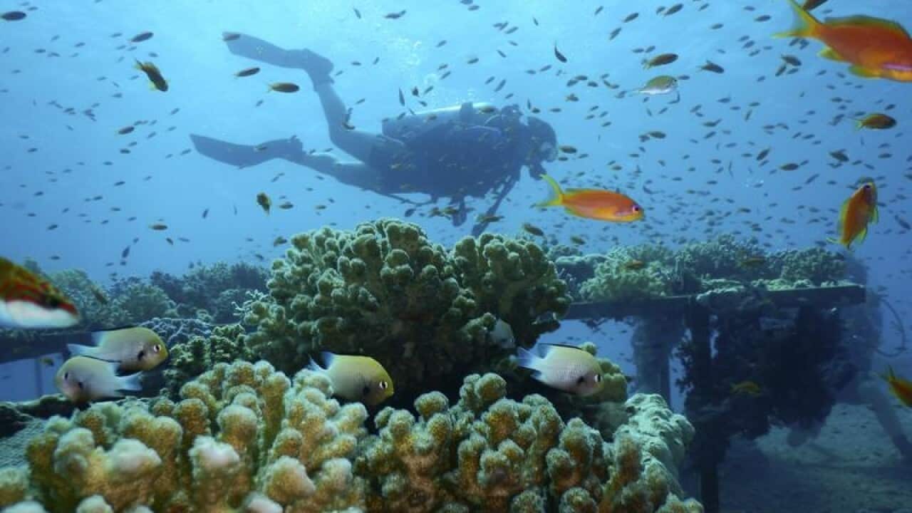Marine heat waves threaten corals, fish