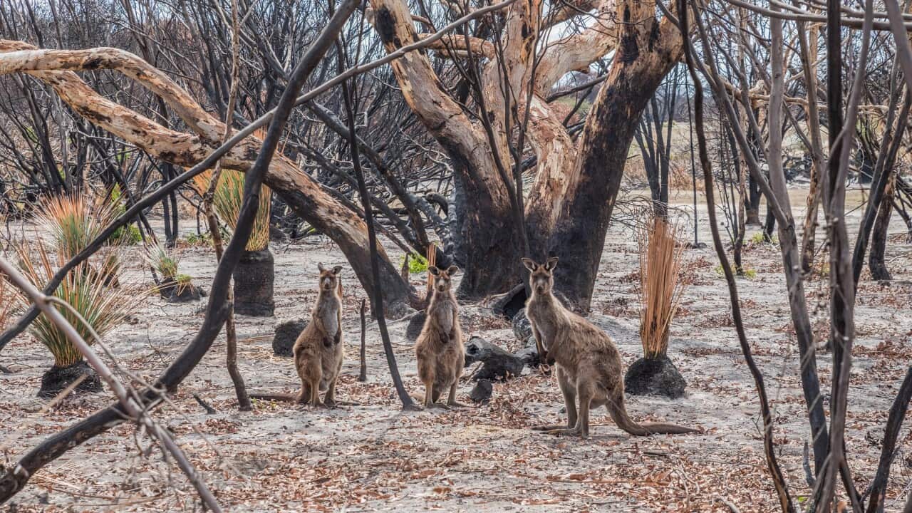 Kangaroos surrounded by burnt bushland on Kangaroo Island, South Australia, in March 2020