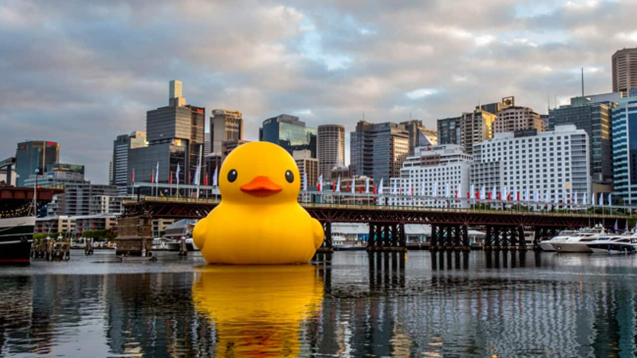 rubber_duckie_Sydney_article_AAP_03022013_462760300