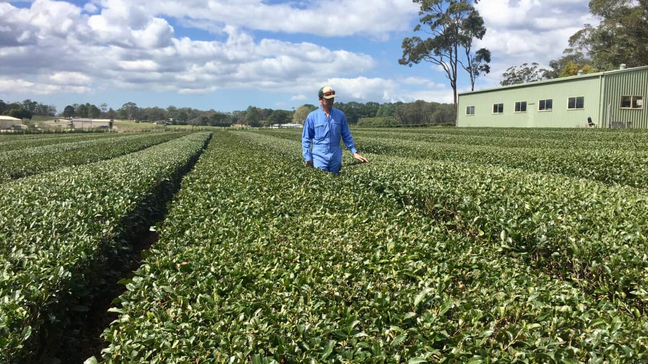 Akio Onozawa at the green team farm in Mangrove Mountain. 