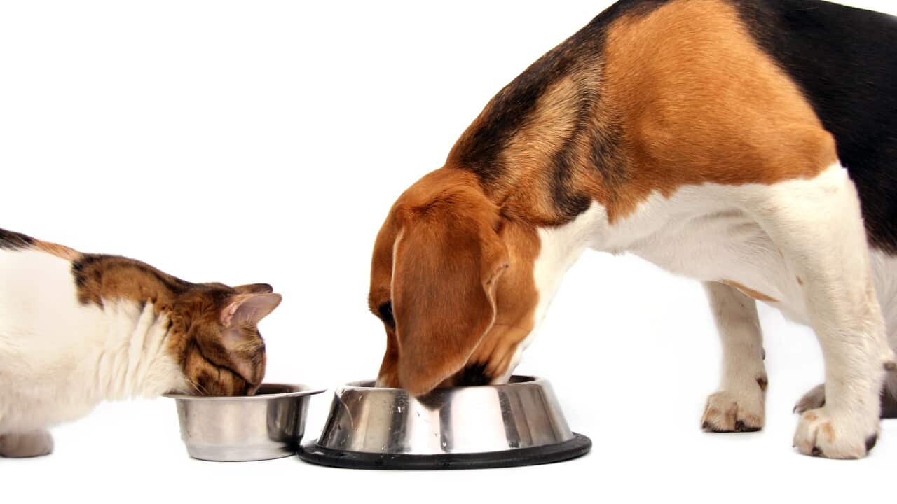 cat and dog eating