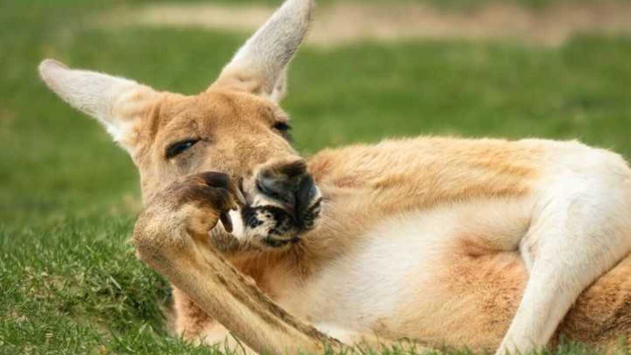 kangaroos