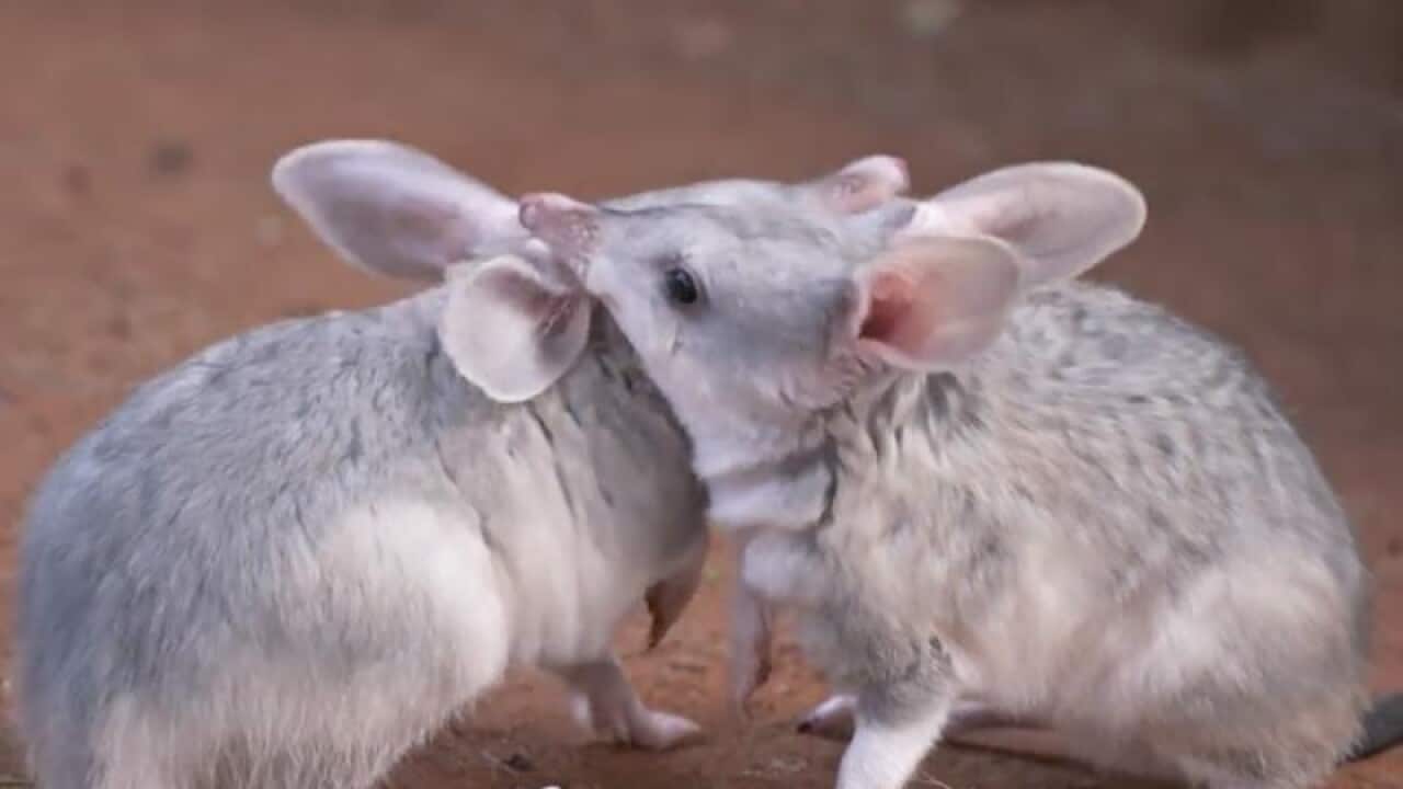 Two bilby joeys