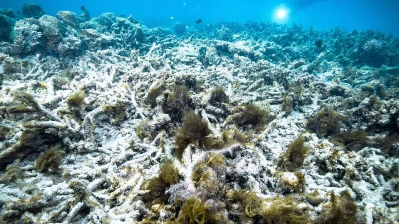 Australia's Great Barrier Reef has suffered coral bleaching.