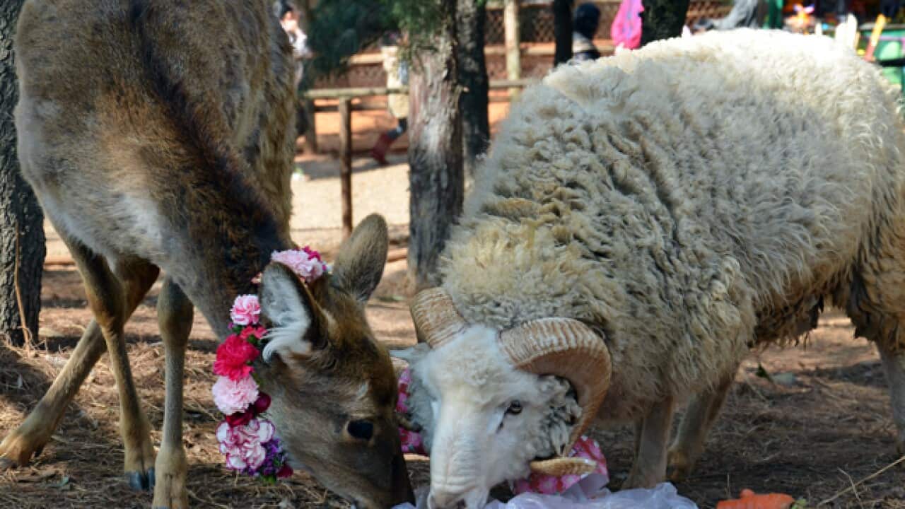 deer_ram_120214_B_getty_1748584745