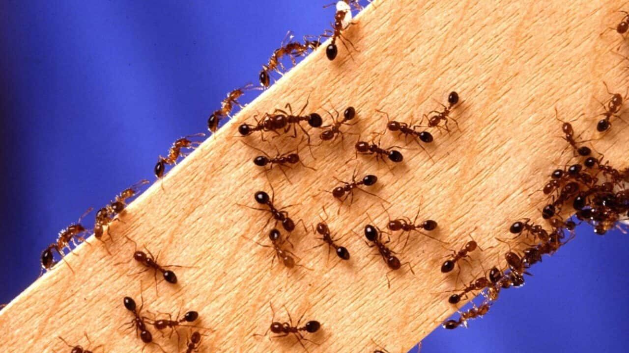 ants crawl over a block of wood