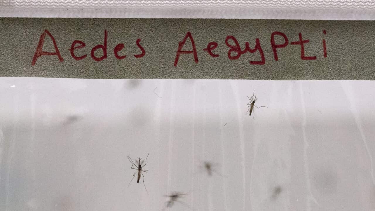 The Aedes aegypti mosquito type that is known for spreading Dengue Fever (AAP).png