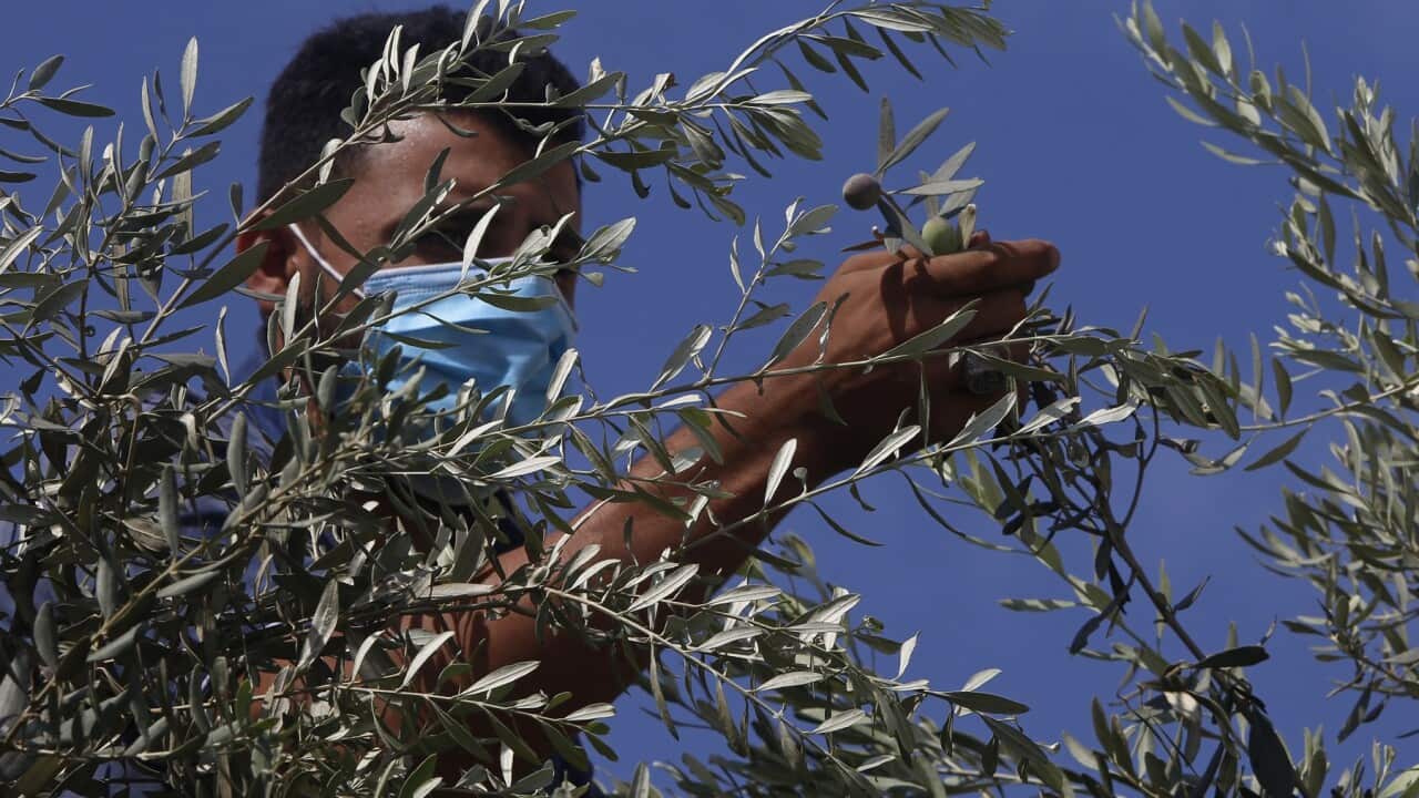APTOPIX Virus Outbreak Palestinians Olive Harvest