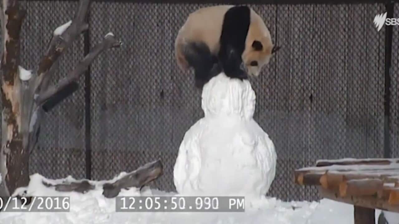 Toronto Zoo panda Da Mao playing with a snowman.
