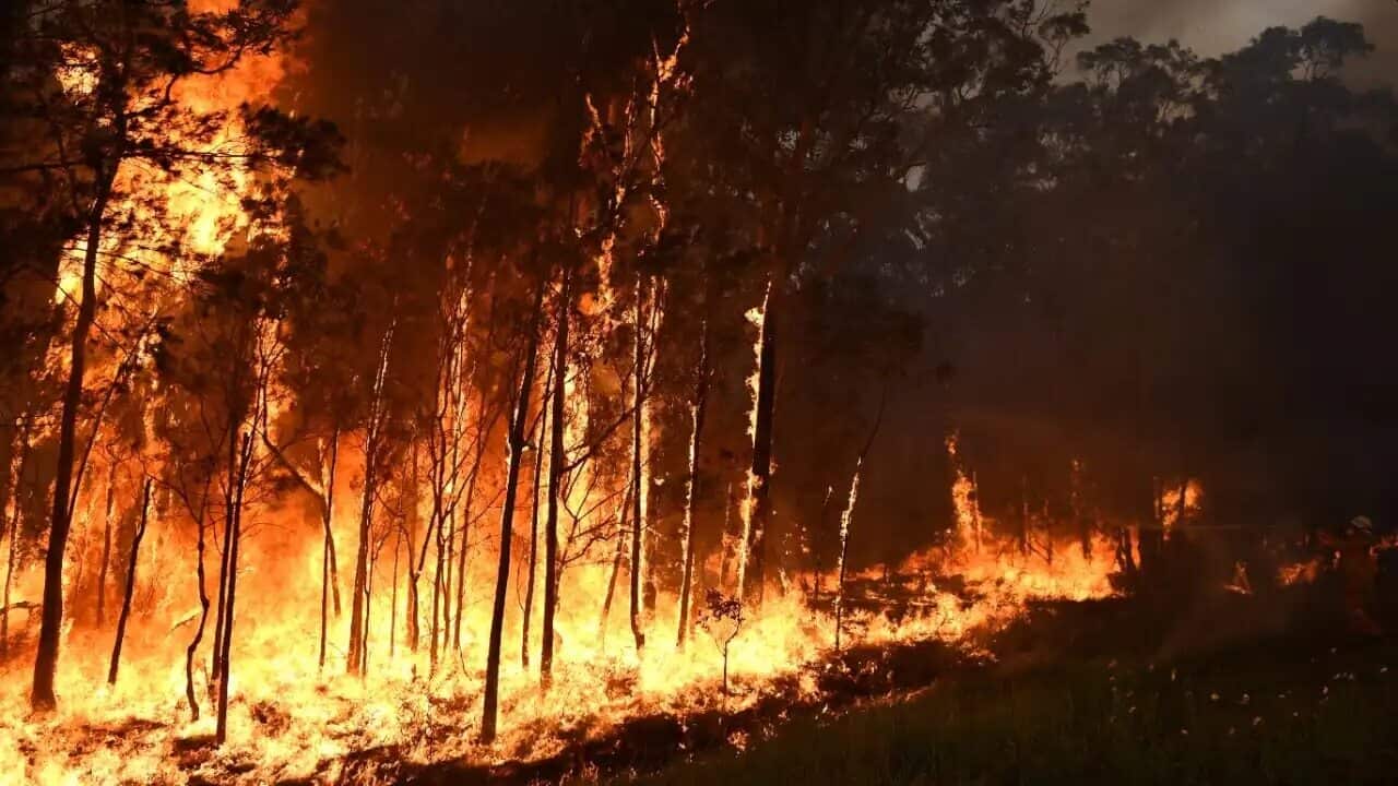 The Black Summer bushfires had a hugely detrimental impact on native habitats.